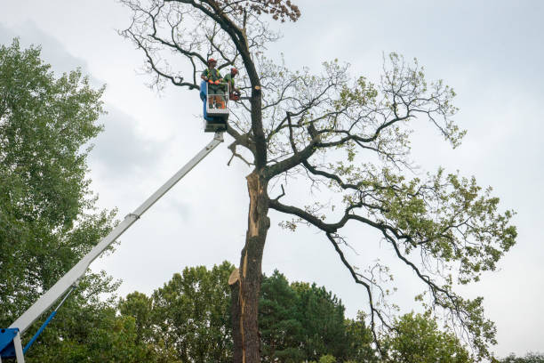 How Our Tree Care Process Works  in  Red Bank, TN